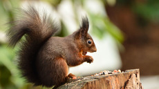 Eichhörnchen (29).jpg